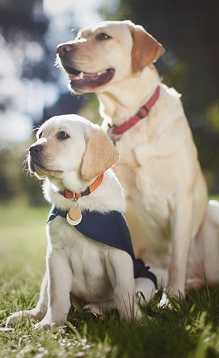 /mx/sites/g/files/fnmzdf6786/files/2024-11/cachorro-de-golden-retriever-con-una-medalla.jpeg