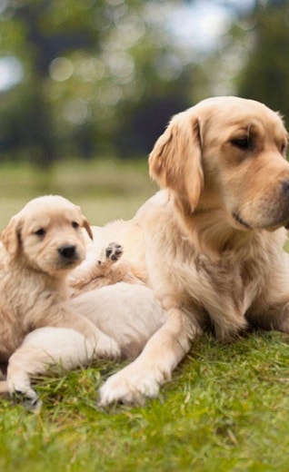 /mx/sites/g/files/fnmzdf6786/files/2024-11/cachorro-golden-retriever-acostado-junto-a-su-madre.jpeg