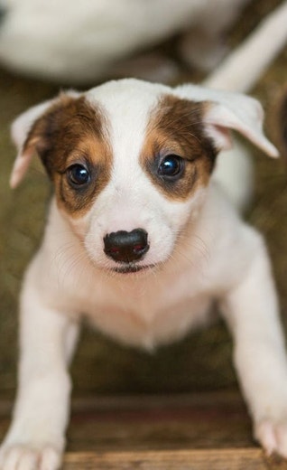 /mx/sites/g/files/fnmzdf6786/files/2024-11/cachorros-jack-russel-en-alerta.jpeg