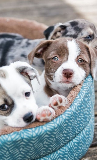 /mx/sites/g/files/fnmzdf6786/files/2024-11/eukanuba-hub-puppy-puppy-article-1-crop.jpeg