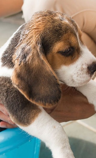 /mx/sites/g/files/fnmzdf6786/files/2024-11/eukanuba-hub-puppy-puppy-article-3-crop.jpeg