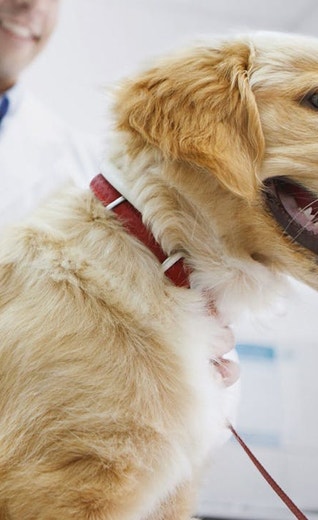 /mx/sites/g/files/fnmzdf6786/files/2024-11/eukanuba-hub-puppy-puppy-article-7-crop.jpeg