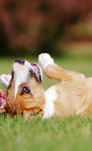 /mx/sites/g/files/fnmzdf6786/files/2024-11/eukanuba-hub-puppy-puppy-article-9-crop.jpeg