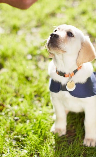 /nz/sites/g/files/fnmzdf6526/files/2024-08/eukanuba-hub-activities-article-activities-article-15-crop.jpeg