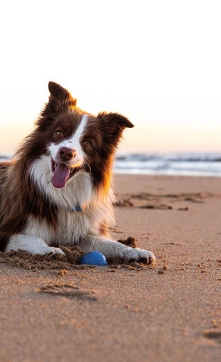 /nz/sites/g/files/fnmzdf6526/files/2024-11/dog-friendly-auckland.jpeg