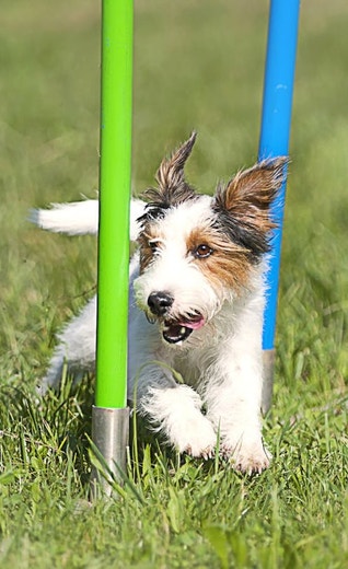 /nz/sites/g/files/fnmzdf6526/files/2024-11/eukanuba-hub-activities-article-activities-article-4-crop.jpeg