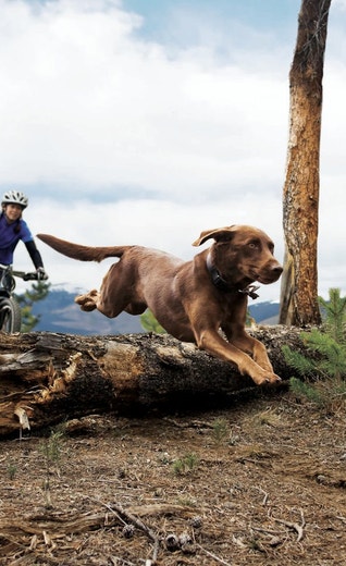 /nz/sites/g/files/fnmzdf6526/files/2024-11/eukanuba-market-image-mountain-bike.jpeg