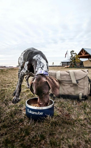 /sites/g/files/fnmzdf5906/files/2024-08/eukanuba-hub-about-section-health-article-20.jpeg