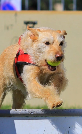 /sites/g/files/fnmzdf5906/files/2024-08/eukanuba-hub-activities-article-activities-article-14-crop.jpeg