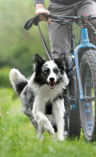 /sites/g/files/fnmzdf5906/files/2024-08/eukanuba-hub-activities-article-activities-article-3-crop.jpeg