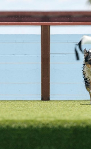 /sites/g/files/fnmzdf5906/files/2024-08/eukanuba-hub-activities-articles-activities-article-10.jpeg