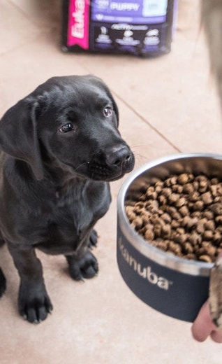 /sites/g/files/fnmzdf5906/files/2024-08/eukanuba-hub-health-article-health-article-14-crop.jpeg