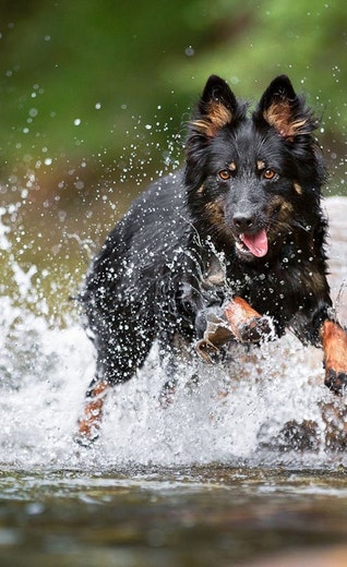 /sites/g/files/fnmzdf5906/files/2024-08/eukanuba-hub-health-article-health-article-8-crop.jpeg