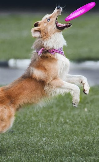 /sites/g/files/fnmzdf5906/files/2024-08/eukanuba-hub-hri-article1-hero.jpeg