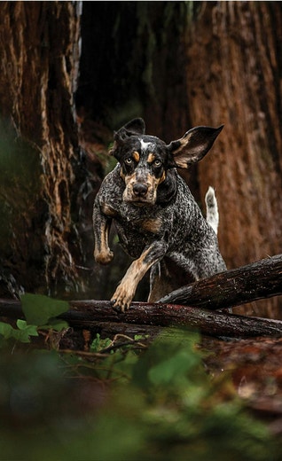 /sites/g/files/fnmzdf5906/files/2024-08/eukanuba-hub-premium-performance-recoveryarticle-hero.jpeg