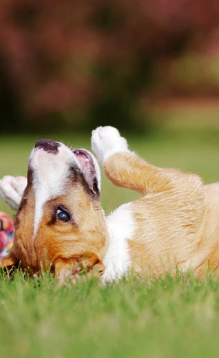 /sites/g/files/fnmzdf5906/files/2024-08/eukanuba-hub-puppy-puppy-article-9-crop.jpeg