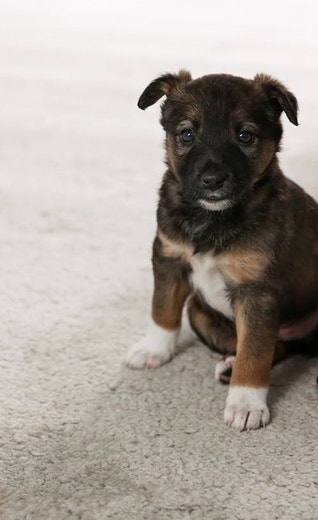 /za/sites/g/files/fnmzdf6636/files/2024-11/Black-puppy-sitting-next-to-wet-stop-on-the-carpet.jpeg