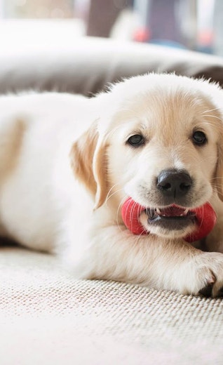 /za/sites/g/files/fnmzdf6636/files/2024-11/Puppy-Golden-Retriever-chewing-red-toy.jpeg