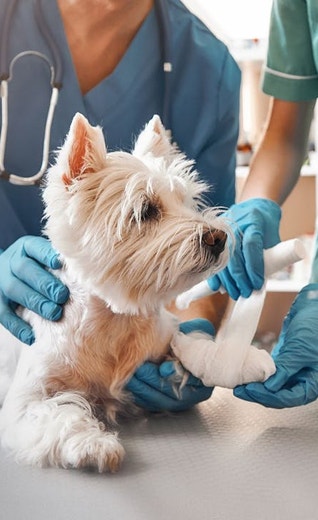 /za/sites/g/files/fnmzdf6636/files/2024-11/eukanuba-hub-puppy-puppy-article-10-crop.jpeg