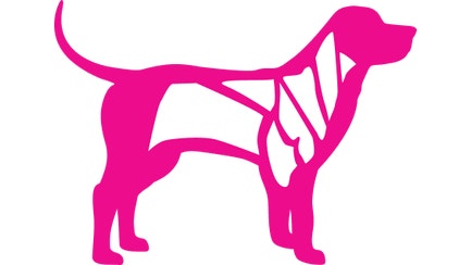 Gráfico de un perro que muestra diferentes grupos musculares