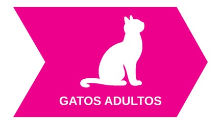 04Gatos_Adultos.png 