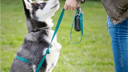 Close up of white, tan and black puppy running with a ball in its mouth