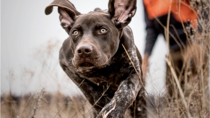 Close up of black puppy running with a decoy in its mouth