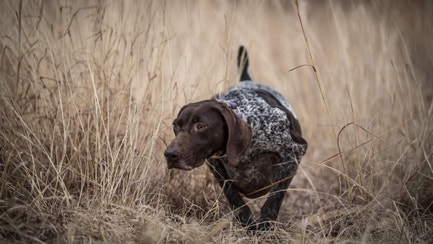 Brown and gray sporting dog tracking in tall grass.