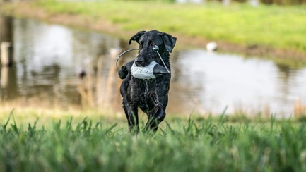 Black dog retrieving a decoy out of a pond.