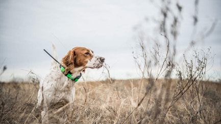 White and tan sporting dog pointing in the tall grass.