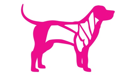Graphic of dog showing different muscle groups