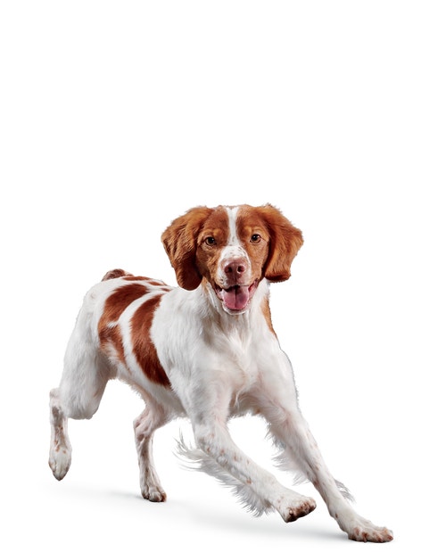 image eukanuba-senior-medium-breed-facing-illustration-2019-restage
