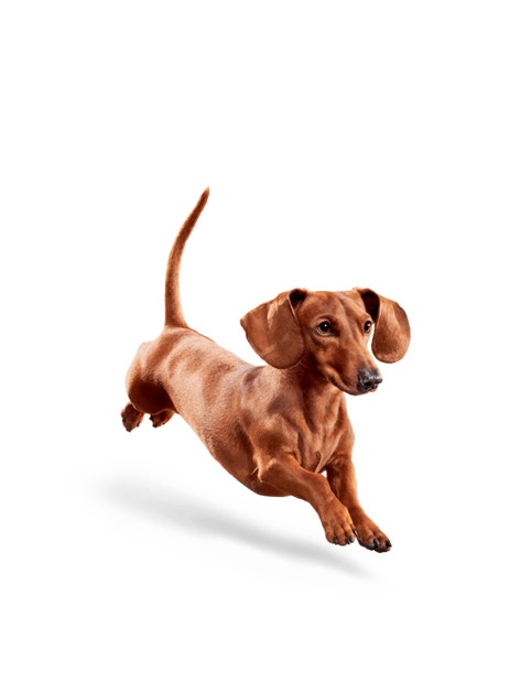 image eukanuba-weight-control-small-breed-facing-illustration-2019-restage-med-res-basic