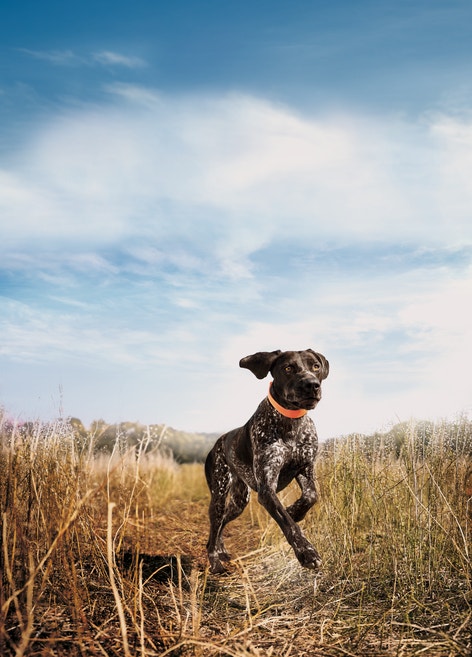 image eukanuba-premium-performance-sport-30-20-background