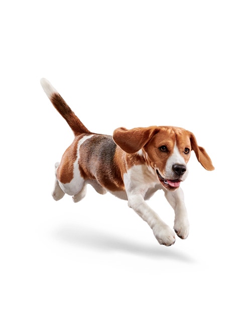 image eukanuba-weight-control-medium-breed-facing-illustration-2019-restage-med-res-basic