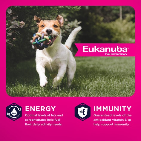 Adult Small Bites Dry Dog Food image 1