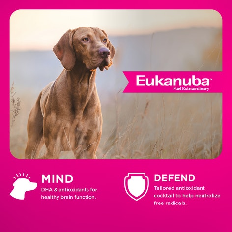 Premium Performance 30/20 Sport Dry Dog Food image 1