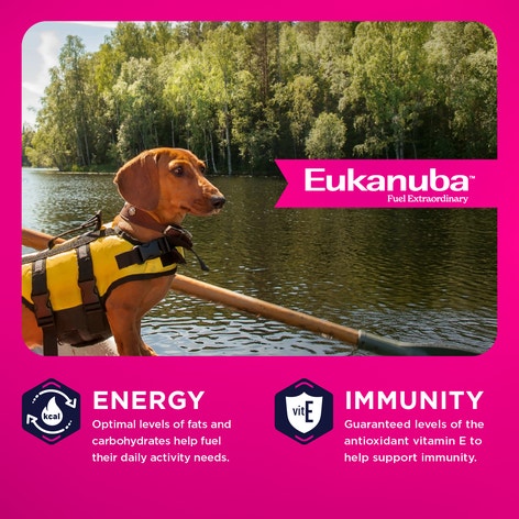 Adult Small Breed Dog Food image 1