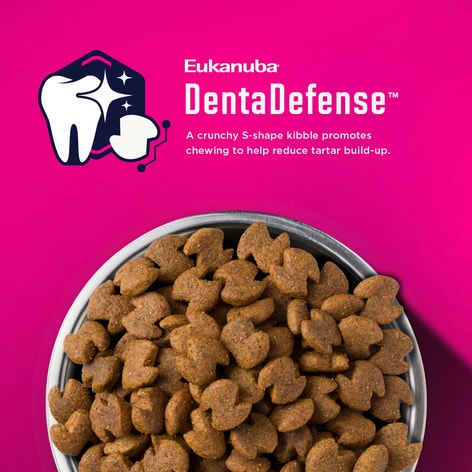 Senior Medium Breed Dry Dog Food image 1