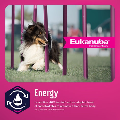 EUKANUBA WM Weight Management Medium Breed image 1