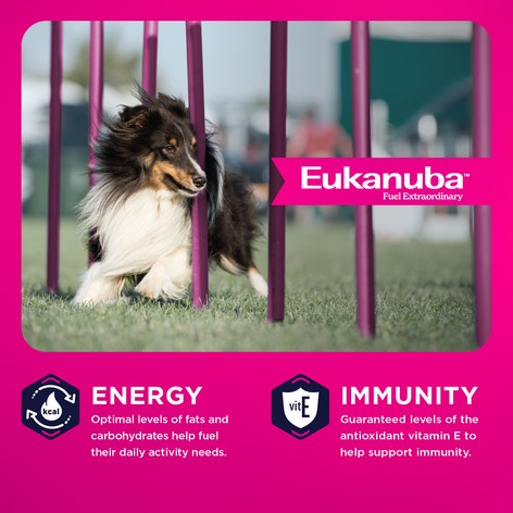 Adult LP Small & Medium Breed Dry image 1