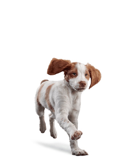 image eukanuba-puppy-medium-breed-facing-illustration-2019-restage_0