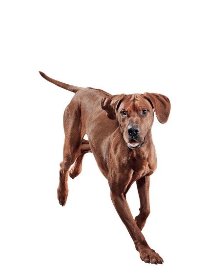 image eukanuba-senior-large-breed-facing-illustration-2019-restage