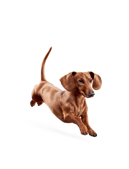 image eukanuba-weight-control-small-breed-facing-illustration-2019-restage