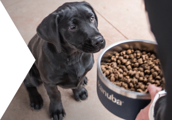 Un cachorro de Labrador esperando a que le coloquen el plato de comida en el piso frente a él.