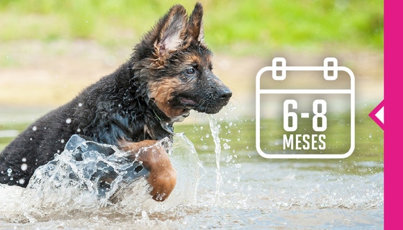 Un cachorro de pastor alemán de entre 6 y 8 meses corriendo por el agua 