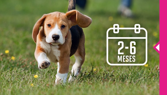 Un cachorro negro, blanco y marrón de entre 2 y 6 meses trotando hacia la cámara