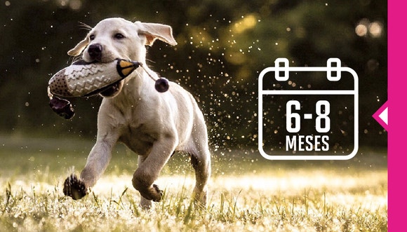 Un cachorro color canela con un juguete de pato en la boca corriendo por un campo mojado, representando de 6 a 8 meses de edad.