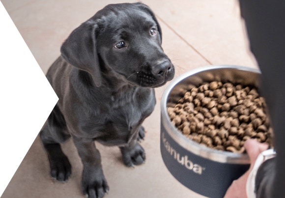 Black puppy sitting, waiting for its owner to serve its food.
