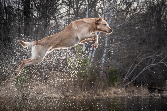 Light brown dog jumping high over water